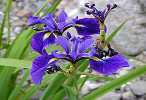 A close up of a purple flower

Description automatically generated with medium confidence